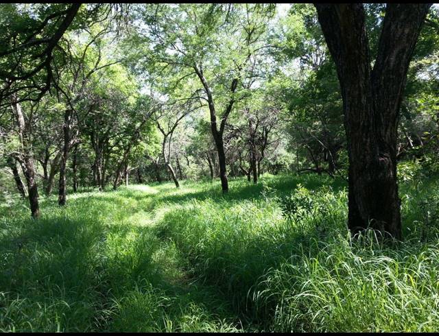 1,191HA FARM FOR SALE IN NELSPRUIT RURAL